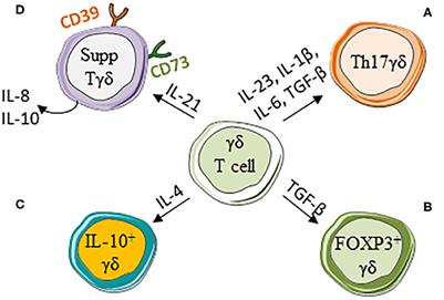 Pro-tumor γδ T Cells in Human Cancer: Polarization, Mechanisms of Action, and Implications for Therapy